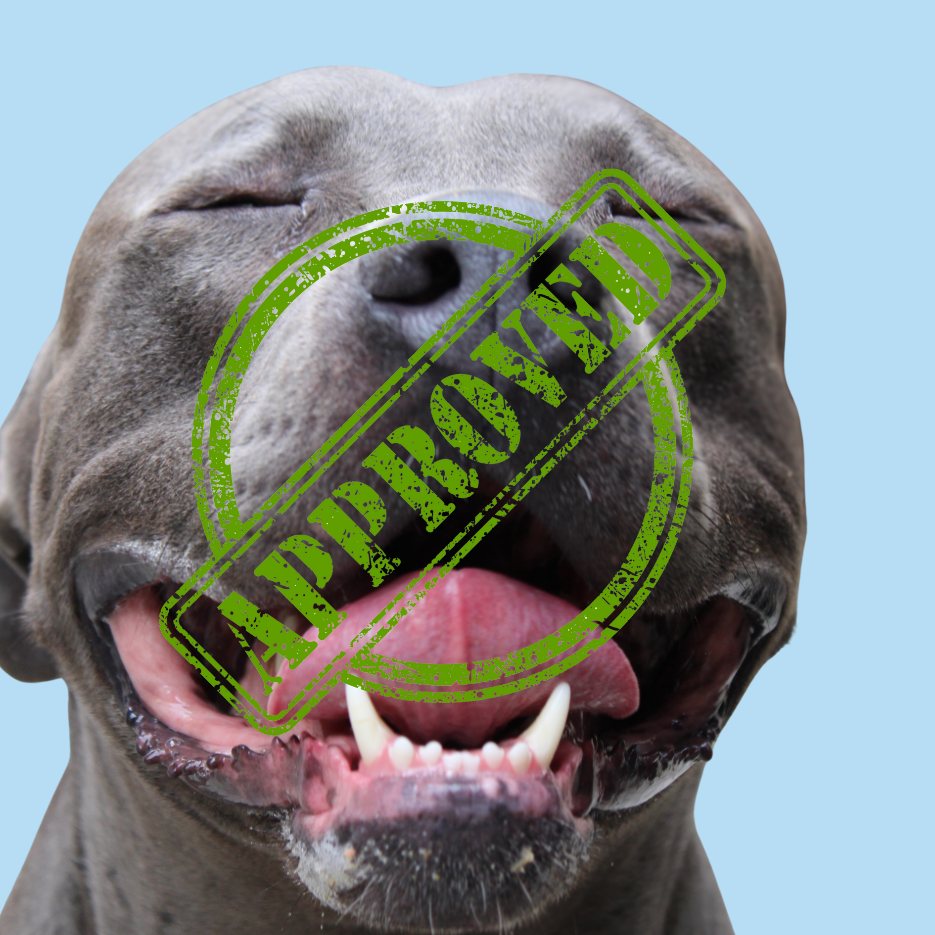 T-shirt “Vecani” – Né vegana né carnivora, solo confusa